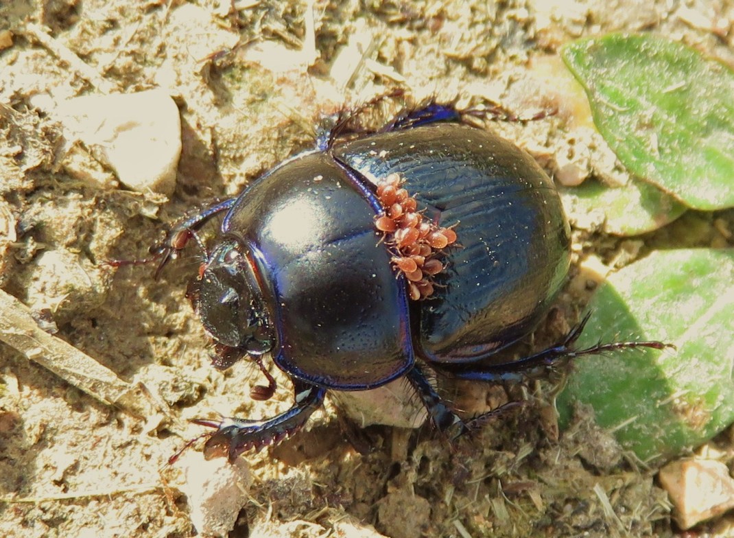 acari su trypocopris vernalis